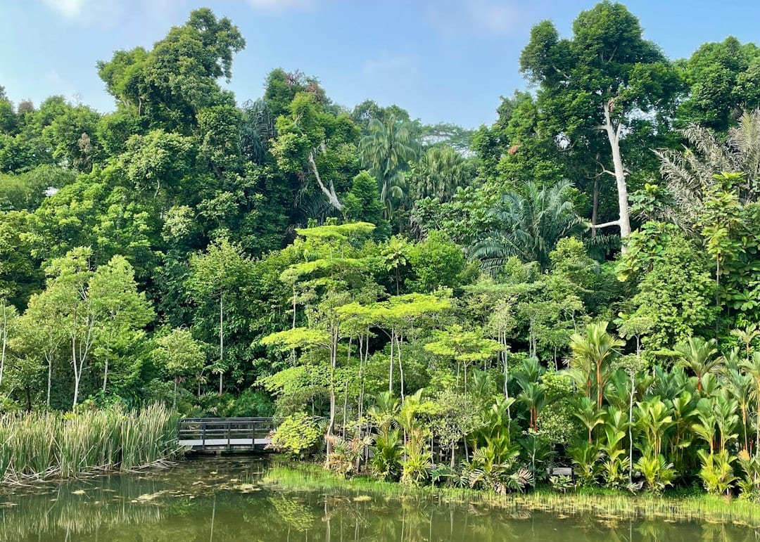 Thomson Nature Park with lush greenery and water